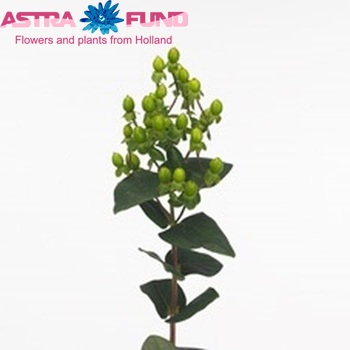 Hypericum androsaemum Celine Classic photo