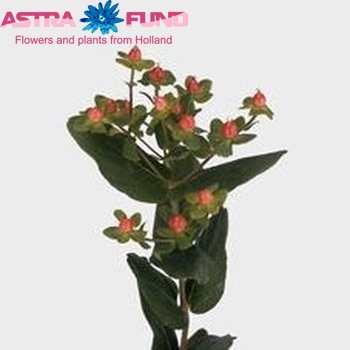 Hypericum androsaemum Candy Flair photo