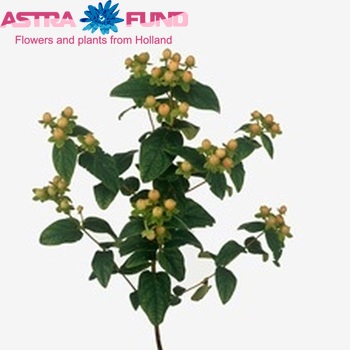 Hypericum androsaemum 'Apricot Beauty' photo