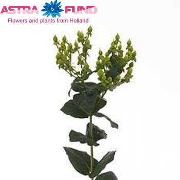 Hypericum androsaemum Greeny Classic foto