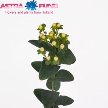 Hypericum androsaemum Ice Classic foto