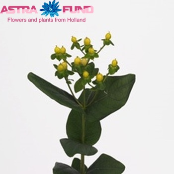 Hypericum androsaemum Ivory Flair foto