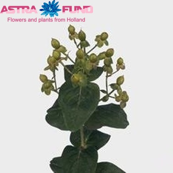 Hypericum androsaemum Jade Flair foto