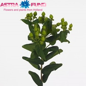 Hypericum androsaemum Jungle Romance foto