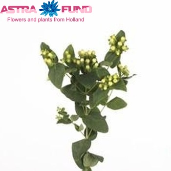 Hypericum androsaemum Lemon Condor foto