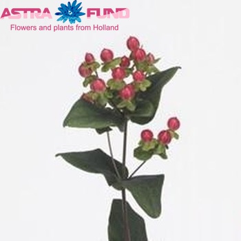 Hypericum androsaemum Melon Classic foto