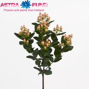 Hypericum androsaemum Peach Classic foto