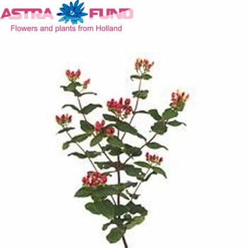 Hypericum androsaemum Pink Classic foto
