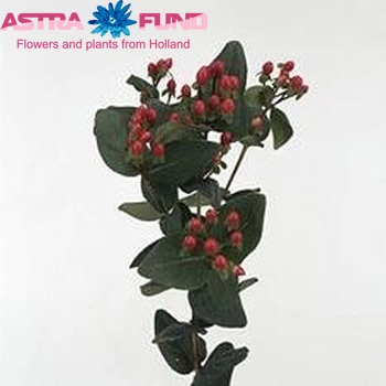 Hypericum androsaemum Red Wave foto