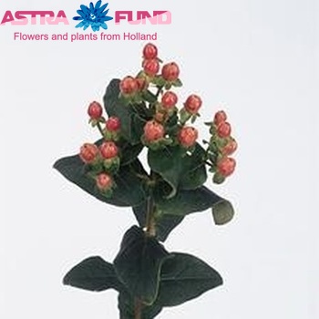Hypericum androsaemum 'Rosemary' foto