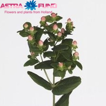 Hypericum androsaemum Salmon Classic foto