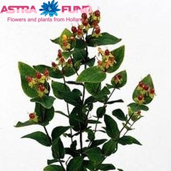 Hypericum androsaemum Scarlet Flair foto