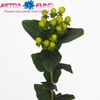 Hypericum androsaemum Smiley Romance foto