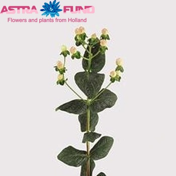 Hypericum androsaemum Sugar Flair foto