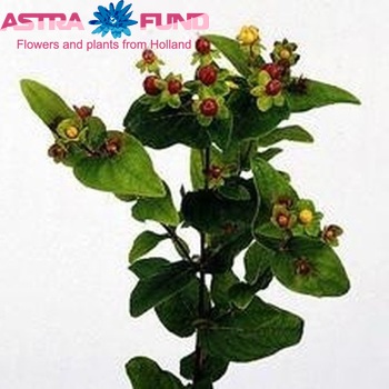 Hypericum androsaemum Sunny Flair foto