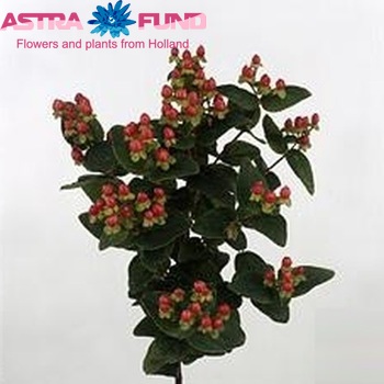Hypericum androsaemum 'Sunrise' foto