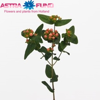 Hypericum androsaemum Sweet Romance foto
