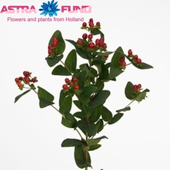 Hypericum androsaemum True Romance foto