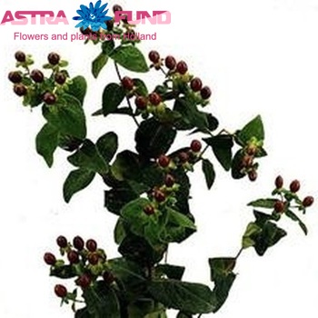 Hypericum 'Autumn Blaze' foto