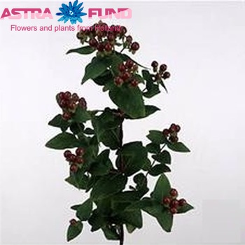 Hypericum 'Belmount' foto