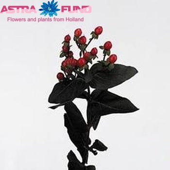 Hypericum Classic Flair foto