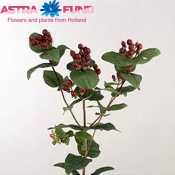 Hypericum Coco Bellino foto