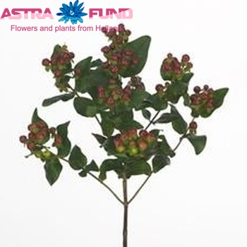 Hypericum Coco Cardinal foto