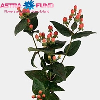 Hypericum Coco Charme foto