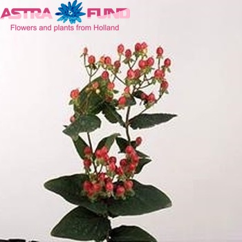 Hypericum Coco Cherie foto