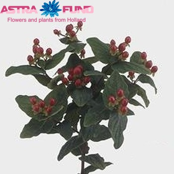 Hypericum Coco Cuclum foto