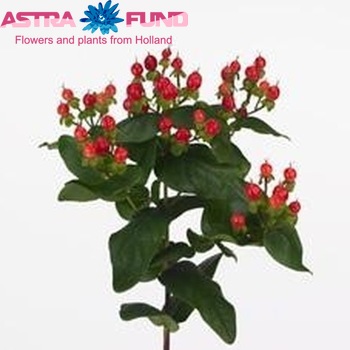 Hypericum Coco Diablo foto