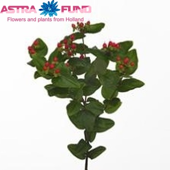 Hypericum Coco Electric foto