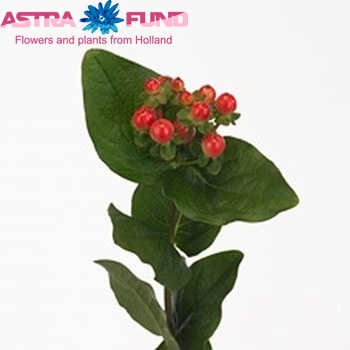 Hypericum Coco Flanel foto