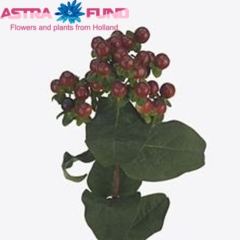 Hypericum Coco Grando foto