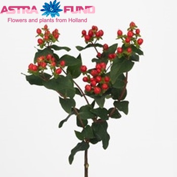 Hypericum Coco Jambo foto