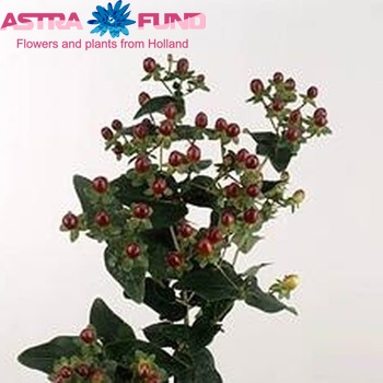Hypericum Coco Max foto