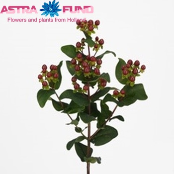 Hypericum Coco Montana foto
