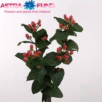 Hypericum Coco Pico foto