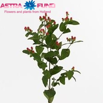Hypericum Coco Rico foto