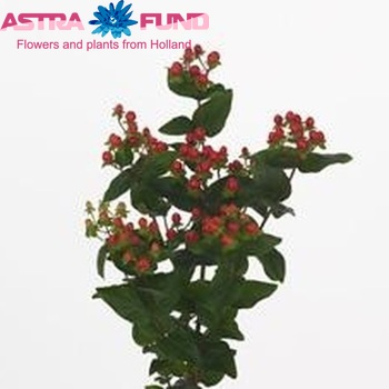 Hypericum Coco Rio foto