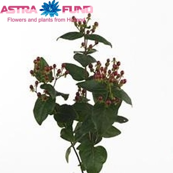 Hypericum Coco Salsa foto