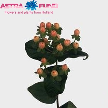 Hypericum 'Elite Amber' foto