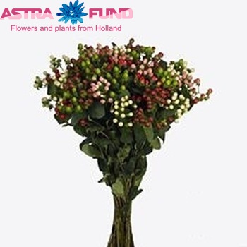 Hypericum gemengd foto