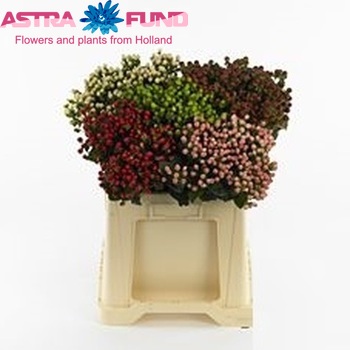 Hypericum gemengd 5 kleuren per doos photo