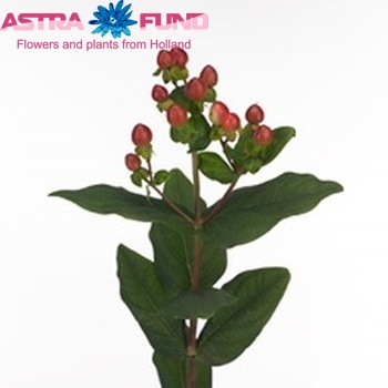 Hypericum Go Orange photo