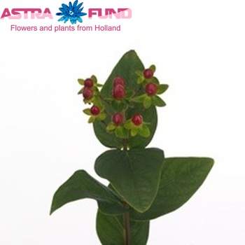 Hypericum Go Red photo