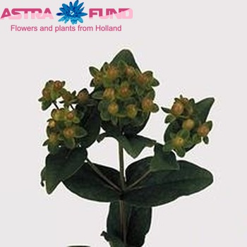 Hypericum 'Green Condor' fotografie