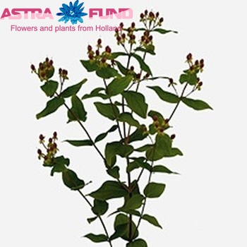 Hypericum inodorum 'Annebel' fotografie