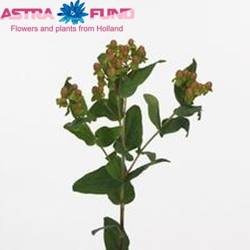 Hypericum inodorum 'Antiqua' fotografie