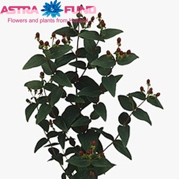 Hypericum inodorum 'Beauty' fotografie